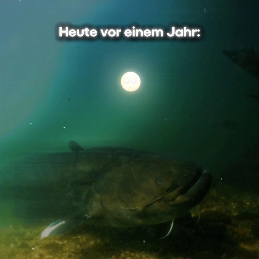 Original-Vorschaubild: Wels-Edit.